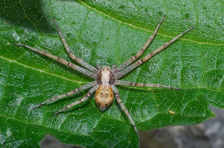 Philodromus cespitum
